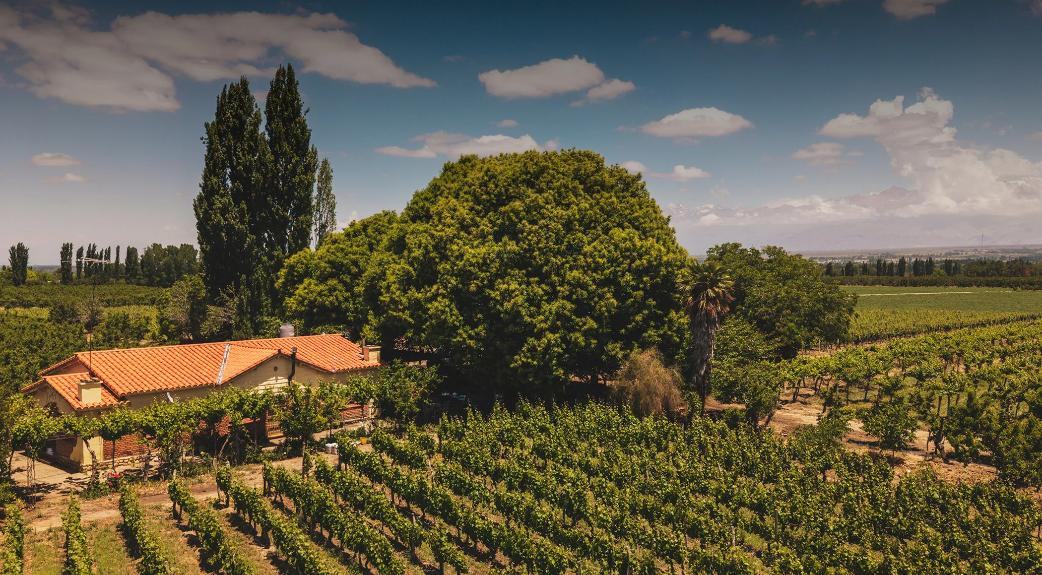 Vineyards - Luca Wines